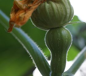 How to Pollinate Squash by Hand Hometalk