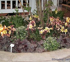 canada blooms and the home show, gardening, Heuchera Helleborus Digitalus Euphorbia Diamond Frost