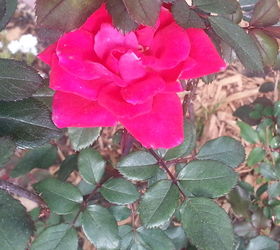things are looking brighter, gardening, landscape