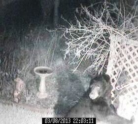 wildlife bear 2, pets animals