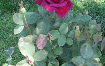Roses....love fragrant Roses!