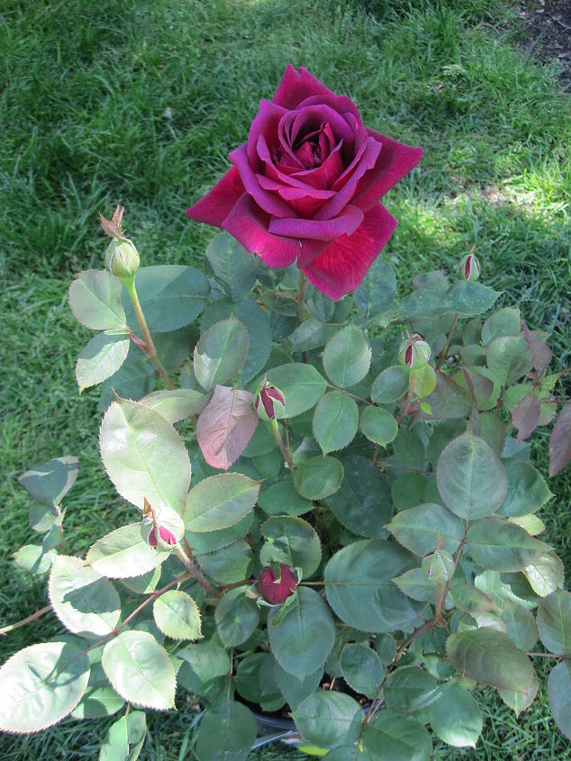 roses love fragrant roses, gardening
