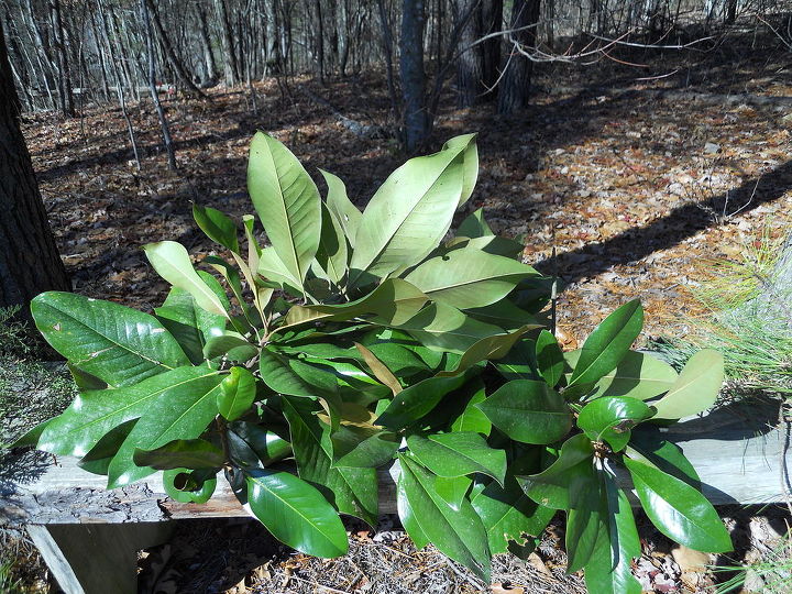 this is a video of the help that doc the horse gave me it is hysterical lol, Magnolia my favorite ingredient to use in arrangements