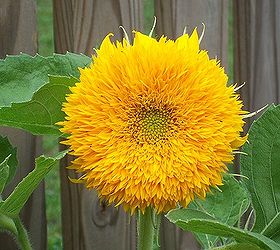 I grew this teddy bear sunflower from seed last year and was wondering are there any other sunflower varieties that are…