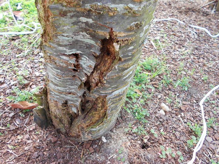 q i bought this quanzan cherry tree 4 yrs ago can you define the problem amp a, gardening