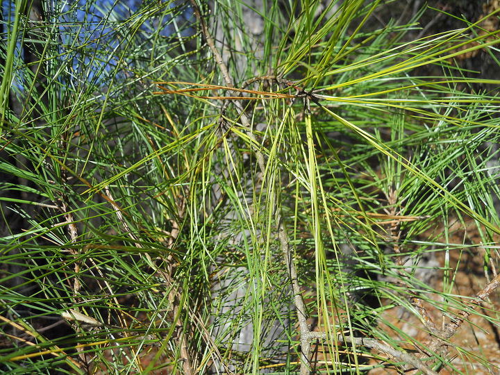 this is a video of the help that doc the horse gave me it is hysterical lol, Simply a southern pine tree limb I added pinecone limbs