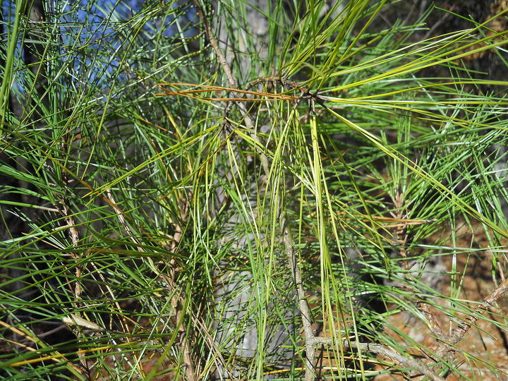 this is a video of the help that doc the horse gave me it is hysterical lol, Simply a southern pine tree limb I added pinecone limbs