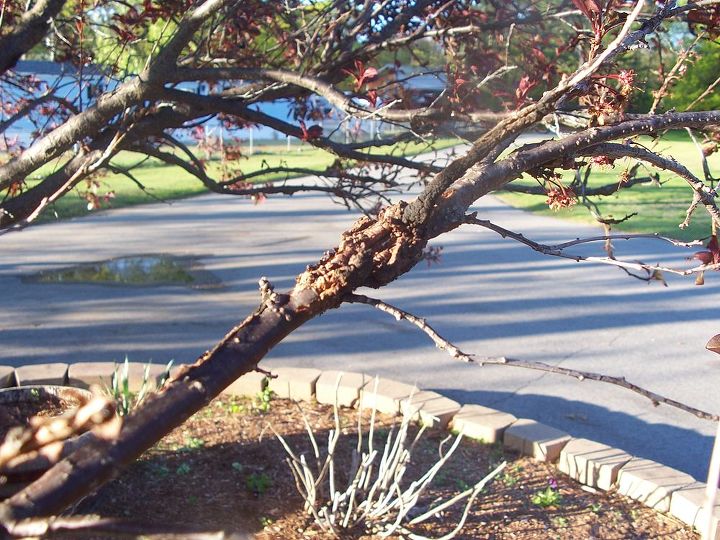 what s wrong with my flowering purple plum tree and what can i do about it now, More in a bigger branch