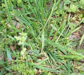 q grass id and what to do with the weeds, gardening, landscape
