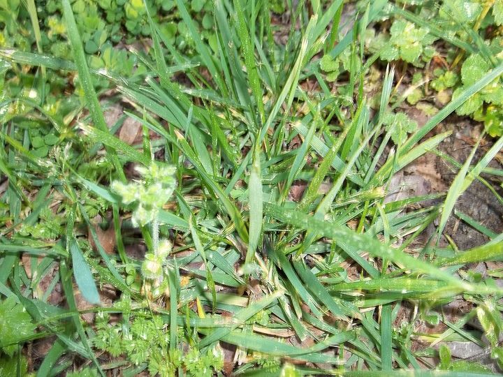 q grass id and what to do with the weeds, gardening, landscape