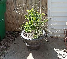 shrub tree id, gardening