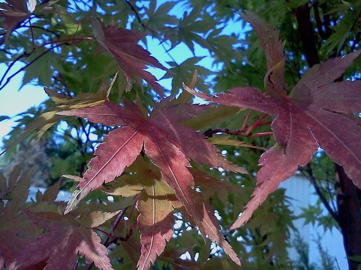 fall leaf color for acer palmatum sango kaku coral bark maple i took these, gardening