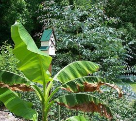 banana tree, gardening