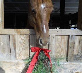 this is a video of the help that doc the horse gave me it is hysterical lol, Doc Darling eation the pine swag he undid the bow