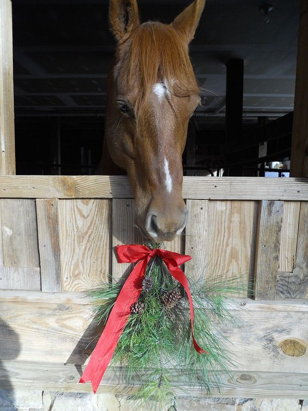 this is a video of the help that doc the horse gave me it is hysterical lol, Doc Darling eation the pine swag he undid the bow