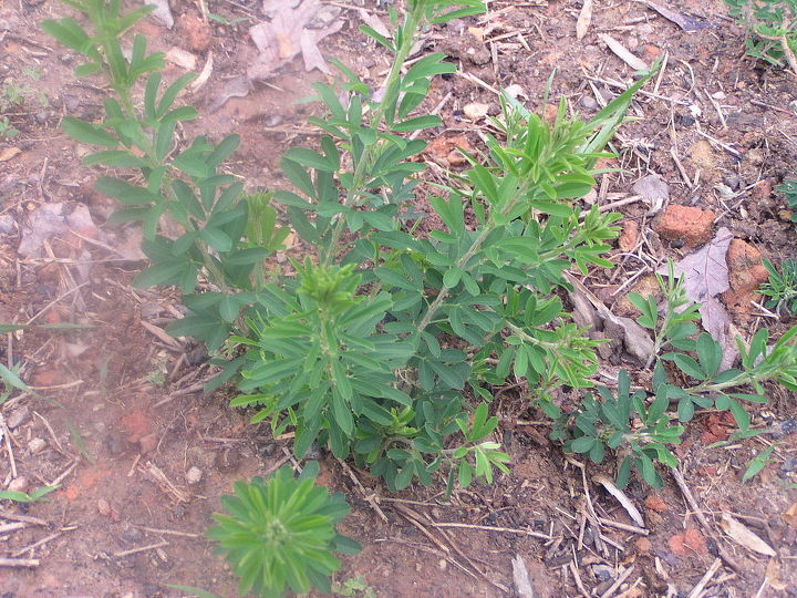 does anyone know what this weed is we just moved into this house in the fall is now, gardening