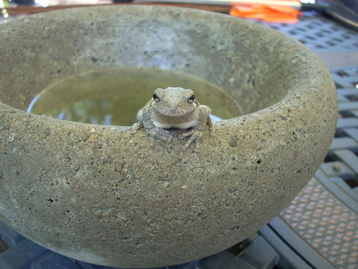 easy to make concrete bowls and planters, concrete masonry, diy, how to, See the complete tutorial for details of how to achieve this nice rounded edge bowl Frog not included