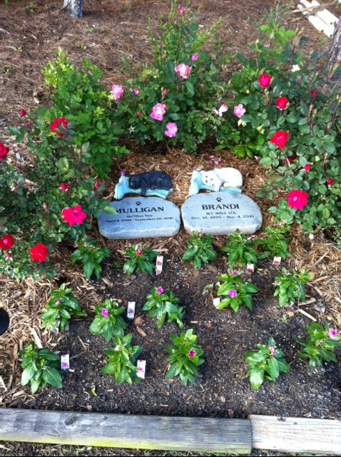 my garrden 2013 edition, flowers, gardening, Our beautiful Labs Brandi and Mulligan are still with us
