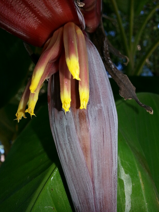 anyone know what kind of banana plants these are, gardening
