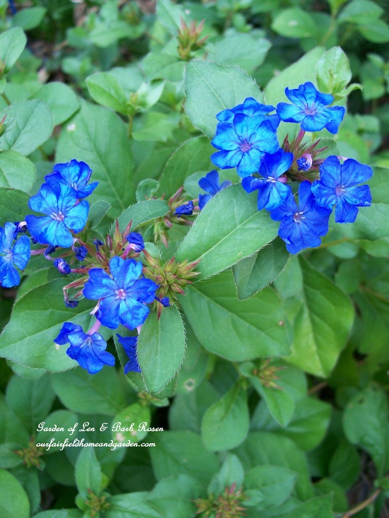 spring is just around the corner start planning, flowers, gardening, hydrangea, Everybody s favorite date Plumbago goes with anything Plus it brings blue to your garden