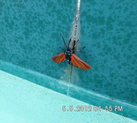 unknown bug, pest control, pool designs