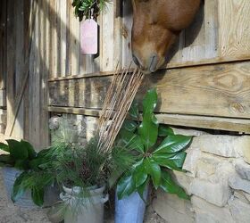 this is a video of the help that doc the horse gave me it is hysterical lol, Doc said What bamboo is a grass I can eat it
