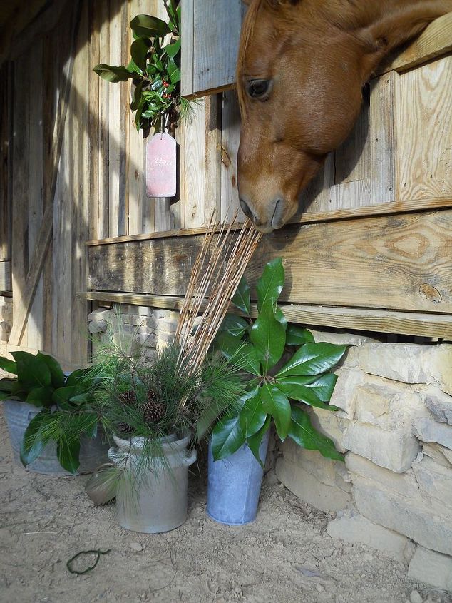 this is a video of the help that doc the horse gave me it is hysterical lol, Doc said What bamboo is a grass I can eat it