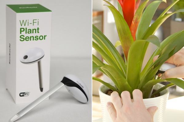 would you use this wi fi plant sensor to know how to care for your plant, gardening, Koubachi Wi Fi plant sensor