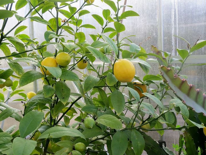 my garden in winter, container gardening, gardening, succulents, Meyer Lemon in the greenhouse