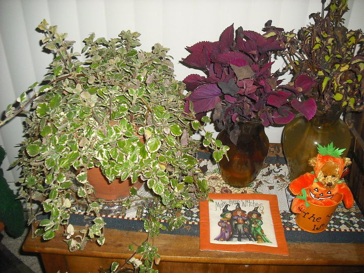 my succalent garden brought in for winter and coleus rooting for spring, gardening, Love the red coleus it grew to 4 feet my sweedish ivey ivy brought in