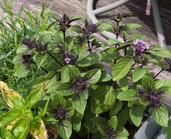 basil easy to grow and wonderful in salads, flowers, gardening, This basil plant has started to flower and the flowers need pruning so the basil won t taste bitter