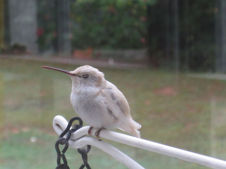 i m seeing more hummingbirds now than ever before they re migrating through and they, gardening, white hummingbird