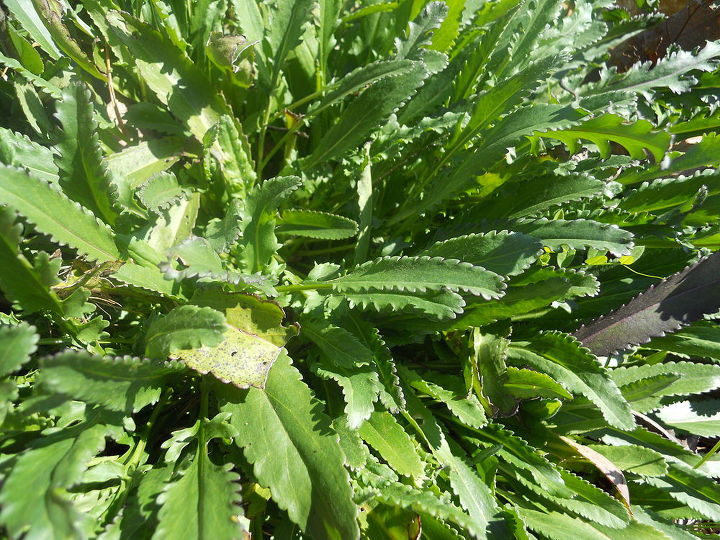 q walter erica and all you horticulture experts what is this weed thriving in our, gardening, landscape