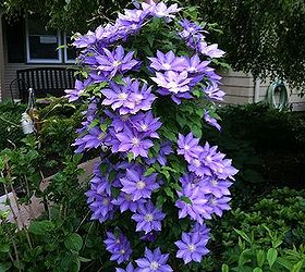 garden, gardening, Clematis on light post wish it stayed like this all summer