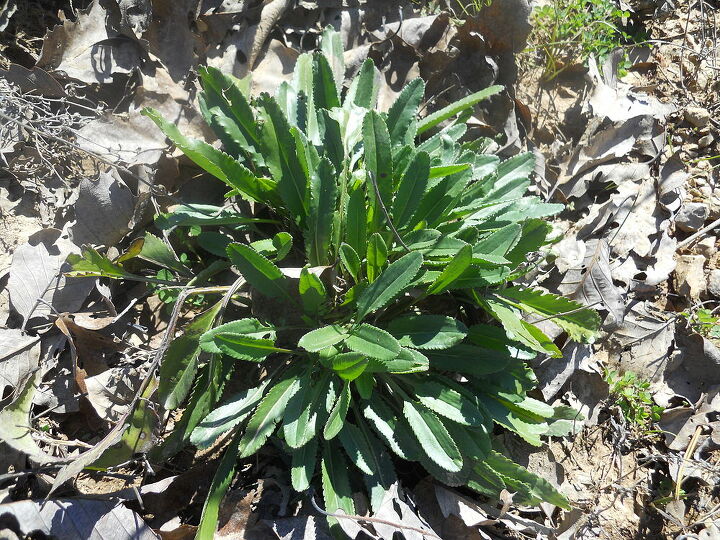 q walter erica and all you horticulture experts what is this weed thriving in our, gardening, landscape