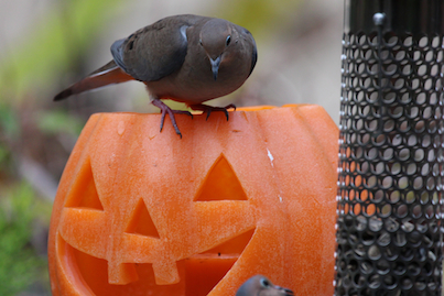 part 4 back story of tllg s rain or shine feeders, outdoor living, pets animals, A Jack O Lantern visiting for Halloween gets a laugh when it comes to birds at their feeders especially mourning doves INFO ON MOURNING DOVES