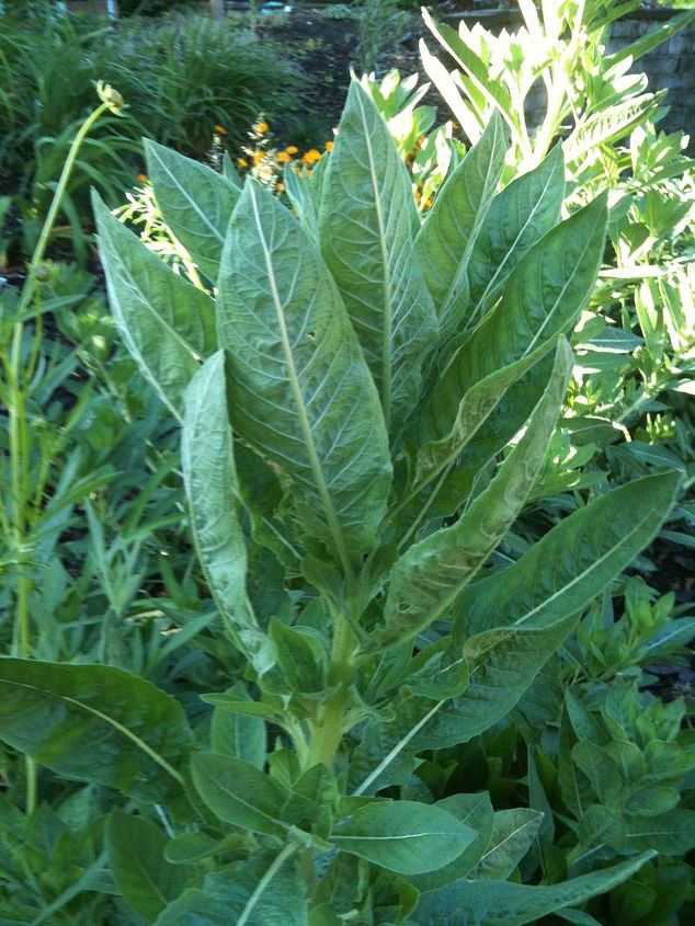 q does anyone know what these huge plants are i hope i haven t been saving weeds, gardening