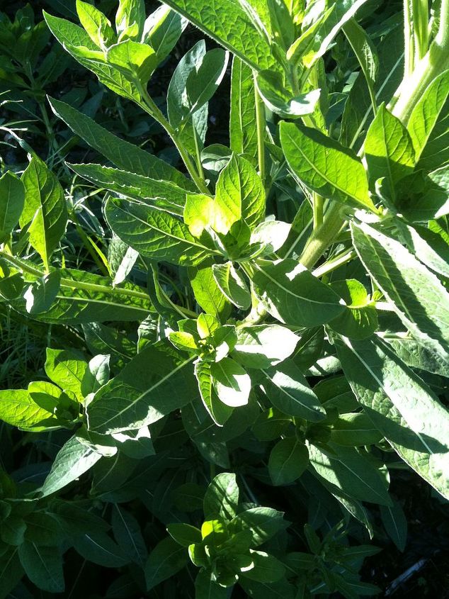 q does anyone know what these huge plants are i hope i haven t been saving weeds, gardening