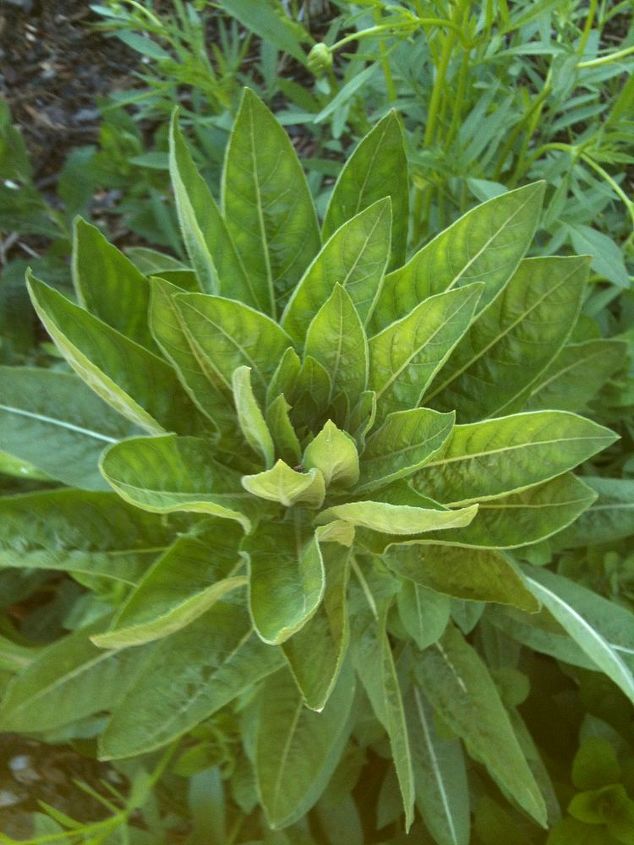 q does anyone know what these huge plants are i hope i haven t been saving weeds, gardening