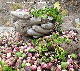 unique succulent planters, container gardening, flowers, gardening, succulents, Hypertufa formed into clasping hands