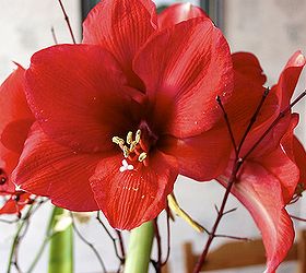 time to plant amaryllis for winter blooms, flowers, gardening, I m partial to the red lion variety love the huge red blooms But amaryllis come in a variety of colours including white pink and salmon and some lovely variegated varieties