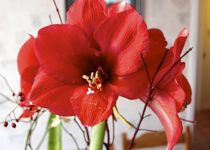 time to plant amaryllis for winter blooms, flowers, gardening, I m partial to the red lion variety love the huge red blooms But amaryllis come in a variety of colours including white pink and salmon and some lovely variegated varieties