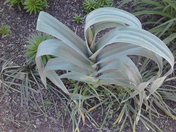 q does anyone know what this is plant weed or bulb, gardening