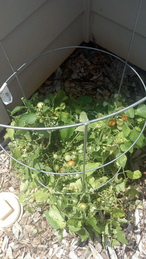 q tomato and pepper question, gardening, tomatoes are wilting