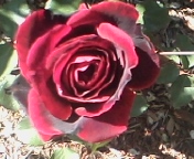 roses in my yard, gardening, Smells heavenly