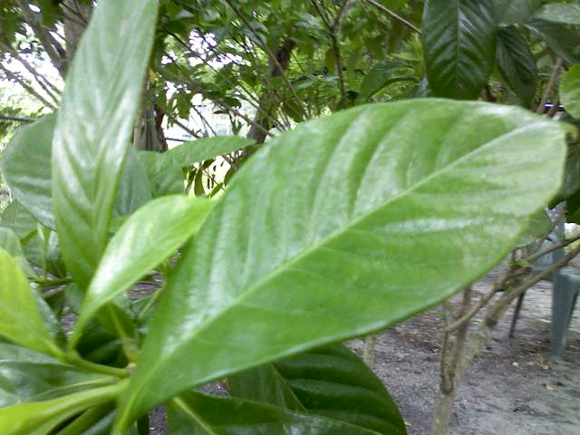 q what kind of tree, gardening, Leaf