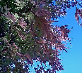 fall leaf color for acer palmatum sango kaku coral bark maple i took these, gardening
