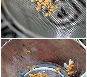 how to save heirloom tomato seeds, gardening, Step 3 rinse off the seeds dry and store for next spring