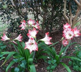 spring has sprung 2013, gardening, Amaryllis