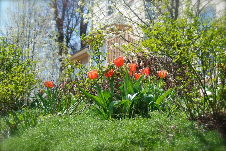 tulip apricot impression in the hill garden today, gardening, Tulip Apricot Impression and our white flowering ornamental pear trees